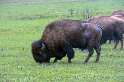 Bison grazing on open prairie