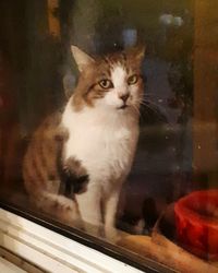 Close-up of cat on glass window