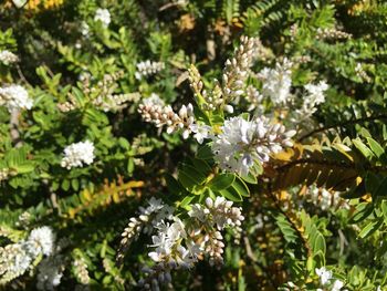 Close-up of white flowering plant