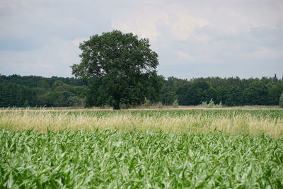 Scenic view of grassy field against sky