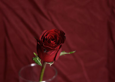 Close-up of red rose