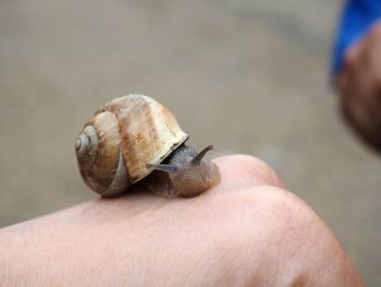 Close-up of hand holding snail