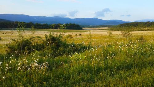 Scenic view of field against sky