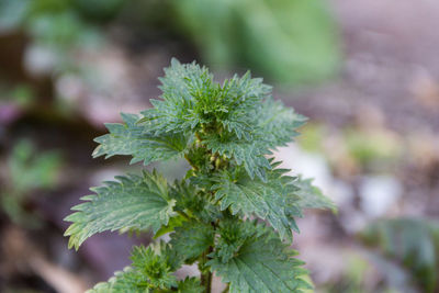 Wild nettle plant grown in the garden for its properties