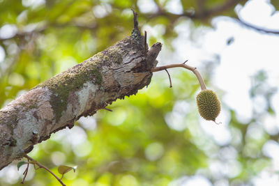 Low angle view of a tree