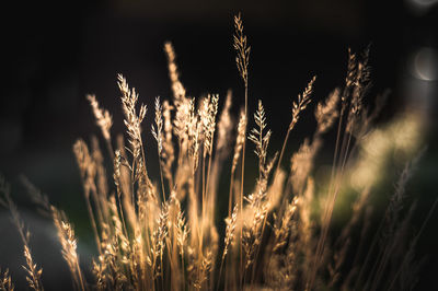 Close-up of reed growing on field