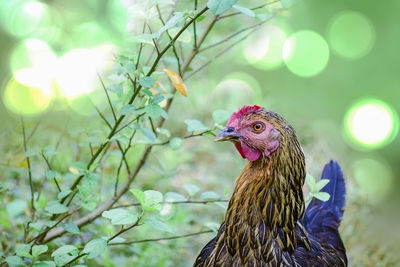 Portrait of a domestic hen isolated in front of pond water which made a bokeh blur.