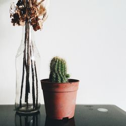 Potted plants in pot