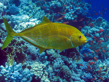 Fish swimming in sea