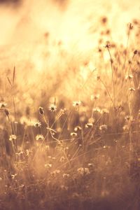 Close-up of plants on field during sunset