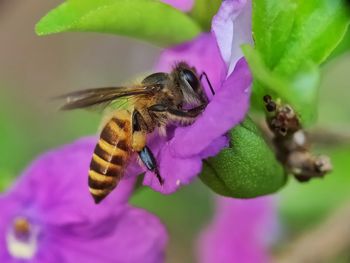 Close-up of bee pollinating on pink flower