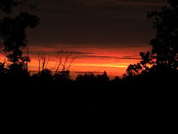 Silhouette of trees at sunset