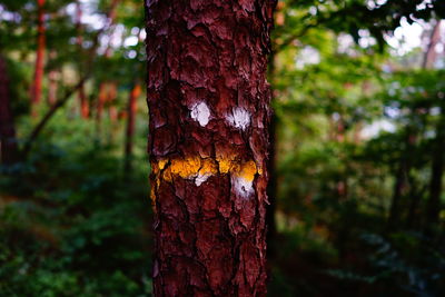 Close-up of tree stump in forest