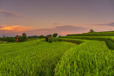 Indonesian morning view in green rice fields