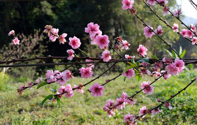 Close-up of pink cherry blossoms in spring