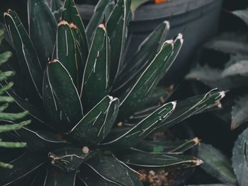 High angle view of succulent plant on field