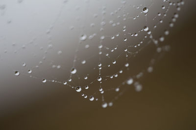 Close-up of water drops on spider web against black background
