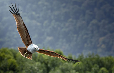 Low angle view of eagle flying