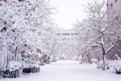 Snow covered plants against sky