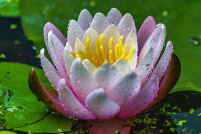 Close-up of pink water lily