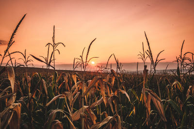 Crops growing on field against sky during sunset