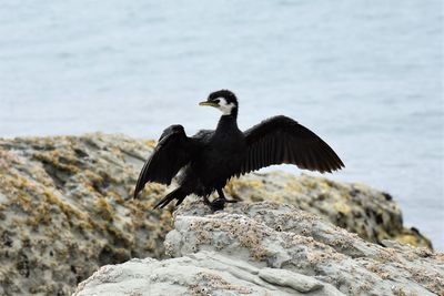 Close-up of bird perching on rock