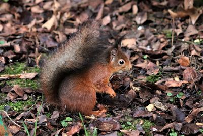 Close-up of squirrel