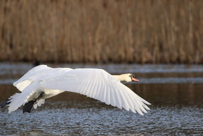 Mute swan   flying over lake