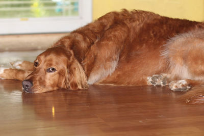 Close-up of a dog resting on hardwood floor