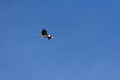 Low angle view of stork flying in sky