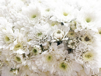 High angle view of white flowering plants