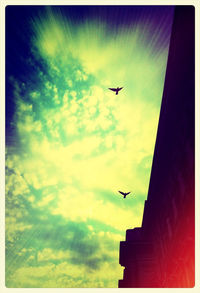 Low angle view of birds flying over city