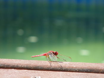 Close-up of damselfly on leaf