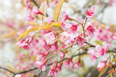 Close-up of pink cherry blossoms in spring