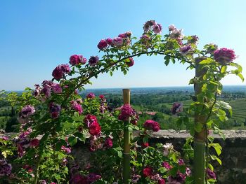 Pink flowers blooming on tree