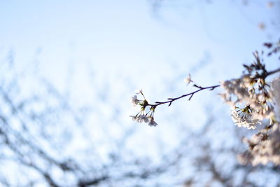 Low angle view of insect on tree against sky