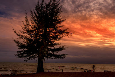 Silhouette tree on beach against sky during sunset