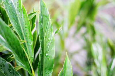 Close-up of grass growing on field