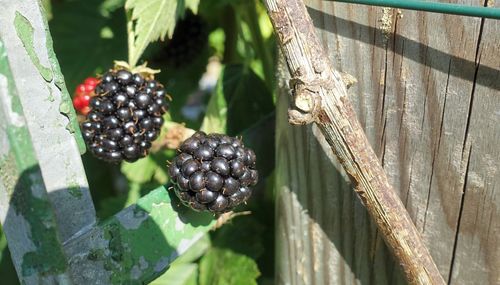 Close-up of blackberries growing on tree