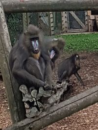 Monkey sitting outdoors