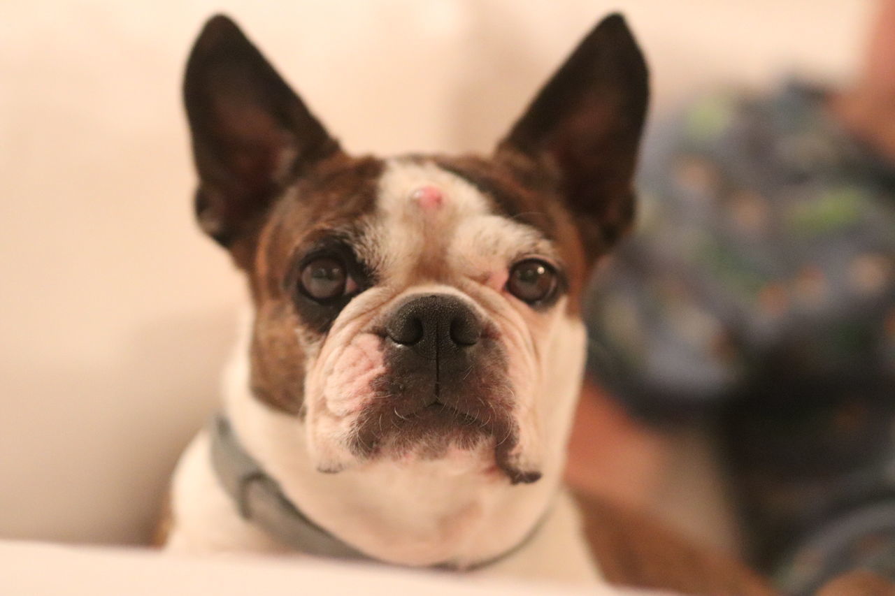 CLOSE-UP OF PORTRAIT OF DOG