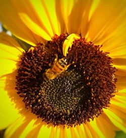 Close-up of sunflower