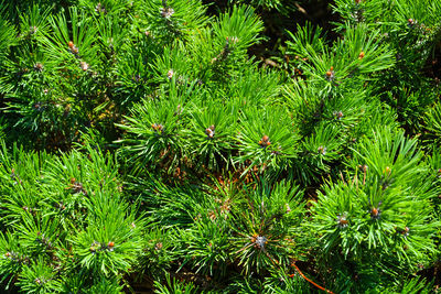 Low angle view of trees