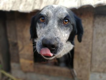 Close-up portrait of dog