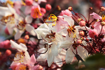 Close-up of pink cherry blossoms