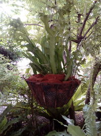 Close-up of plants in basket on tree