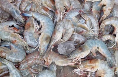 Full frame shot of fish for sale in market