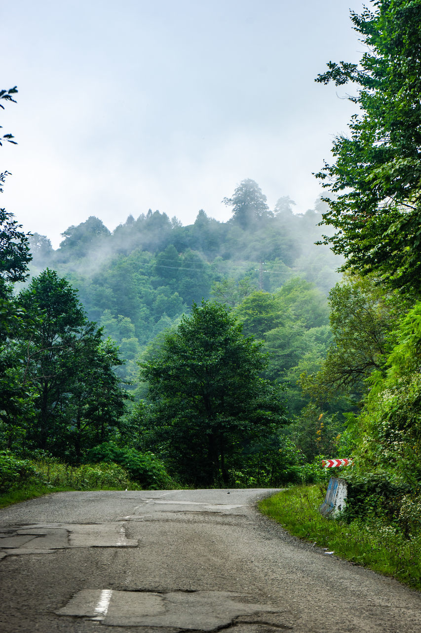 tree, nature, plant, mountain, road, sky, forest, environment, transportation, beauty in nature, scenics - nature, landscape, green, travel, land, cloud, leaf, rural area, no people, outdoors, the way forward, mountain range, fog, day, travel destinations, tranquility, morning, pinaceae, coniferous tree, footpath, city, wilderness, pine tree