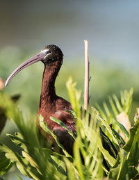 Close-up of a bird