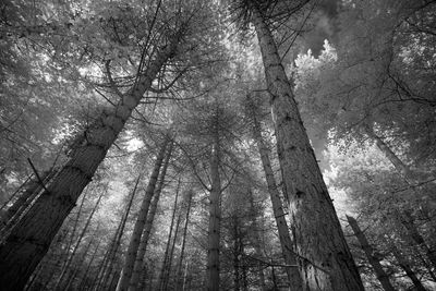 Low angle view of trees